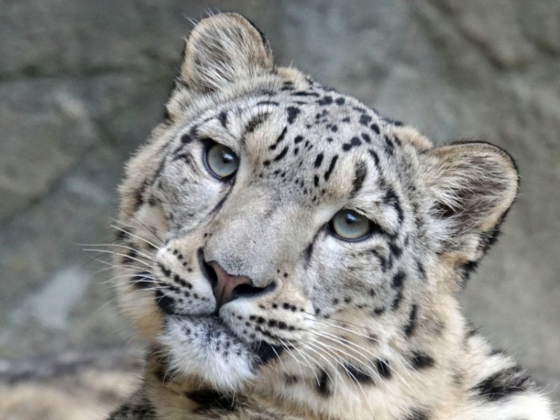 Правовая охрана редких и исчезающих видов растений и